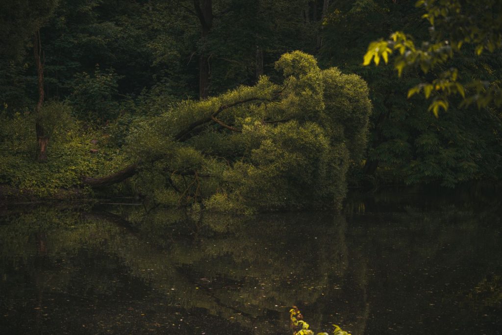 Serene forest with lake